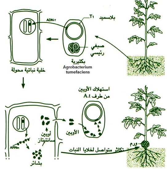 الهندسة الوراثية في النبات...! Transg