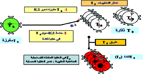 لن تصادفك مشكلة في المناعة بعد الآن.....أدخل وجرب Image024