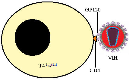 لن تصادفك مشكلة في المناعة بعد الآن.....أدخل وجرب Immuno1