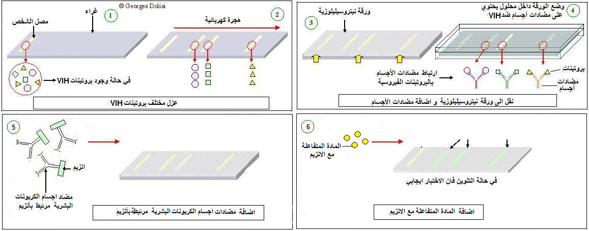 لن تصادفك مشكلة في المناعة بعد الآن.....أدخل وجرب Immuno10