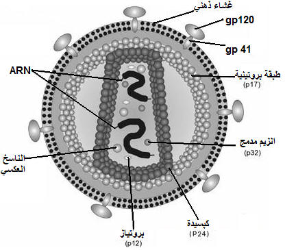 فيروس نقص المناعة البشرية vih  Immuno3