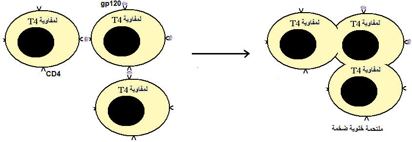 لن تصادفك مشكلة في المناعة بعد الآن.....أدخل وجرب Immuno4