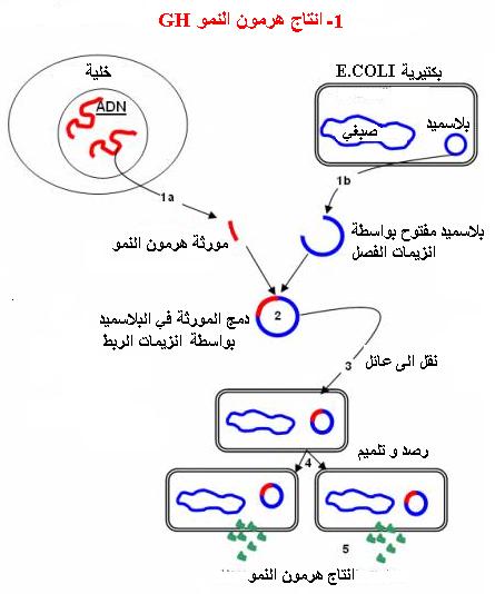  مفهوم الهندسة الوراثية للسنة الثانية بكالوريا GH