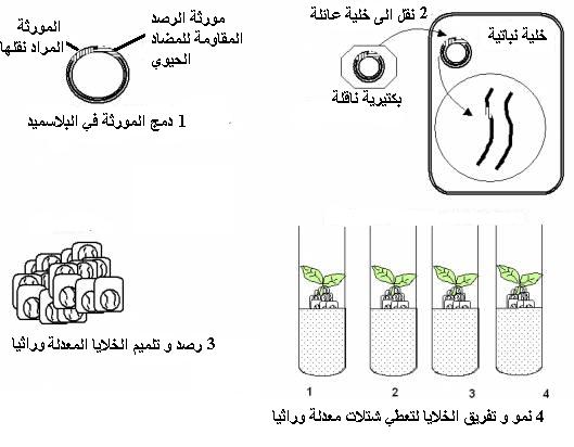 مفهوم الهندسة الوراثية للسنة الثانية بكالوريا OGM