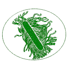 الجزء الرابع Bacteria