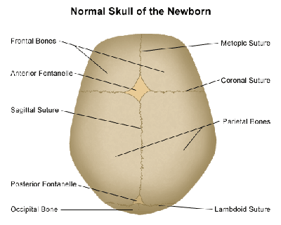 كتاب رائع عن "الحجامة ، الفصد ، الكـي" - صفحة 3 Normal-skull