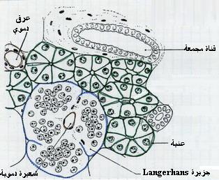 دور المادة العضوية والطاقة في بناء وتجديد المادة الحية  1020-01-coupe-pancreas-cobaye