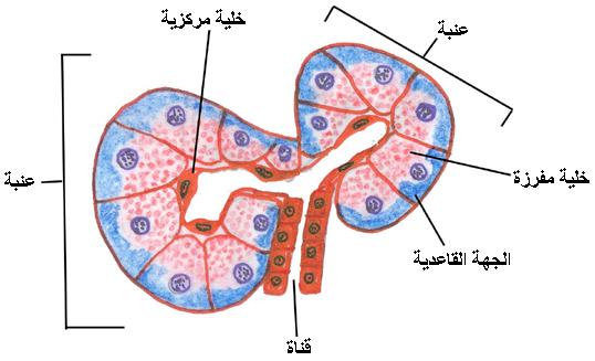 دور المادة العضوية والطاقة في بناء وتجديد المادة الحية  PANCREASACINI