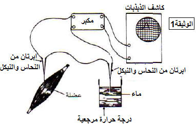 استهلاك المــادة العضوية وتدفق الطــاقة EnrgTEMP