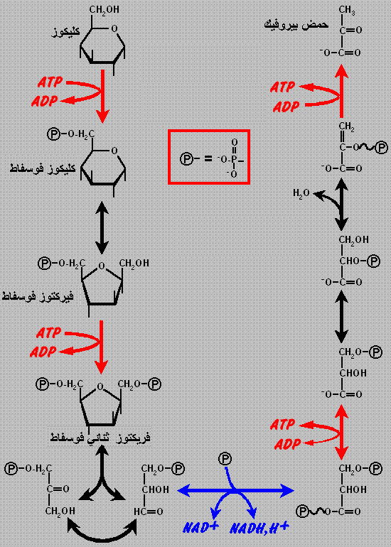 ركيب الطاقة  Glycolyse1