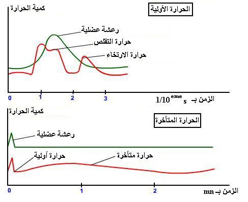 استهلاك المــادة العضوية و تدفق الطــاقة Muscletemp