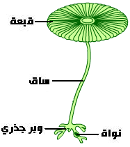 تموضع الخبر الوراثي ACETAB1