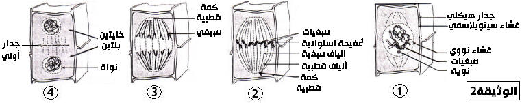 نقل الخبر الوراثي Genet23