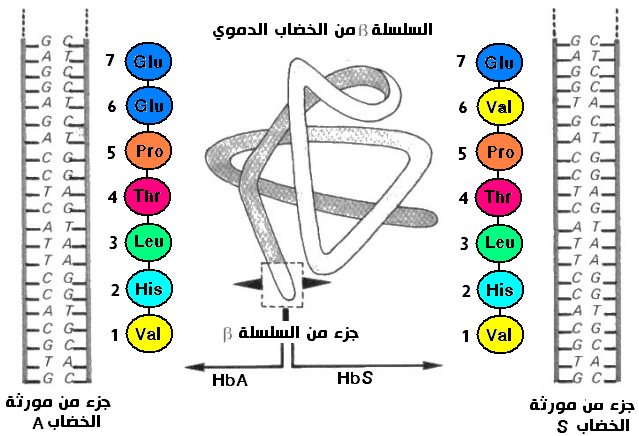 تعبير الخبر الوراثي Genet31