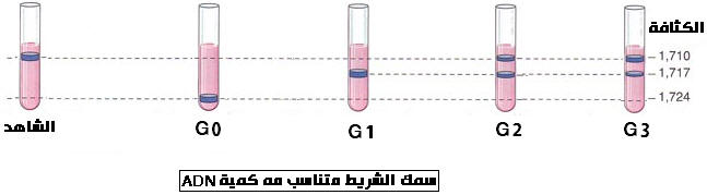 الطبيعة الكيميائية للخبر الوراثي Genet35