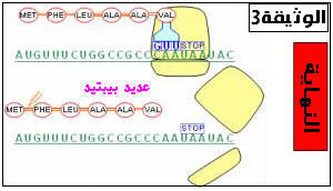 تعبير الخبر الوراثي Genet39