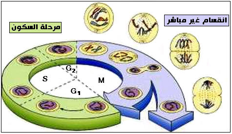 نقل الخبر الوراثي Geneti1