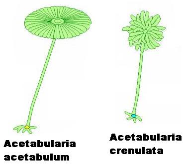      Acetabul1