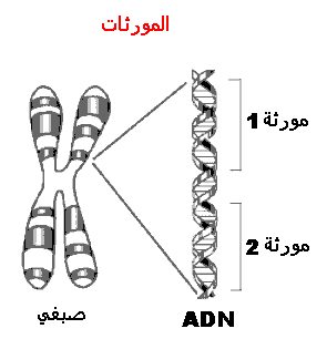 ركن تحضير مادة العلوم الطبيعية مع الاستاذ العم بربار 2015 Chromosomes