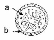 التوالد البشرى Utero6