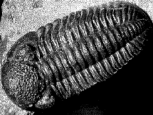 المستحاثات Trilobite