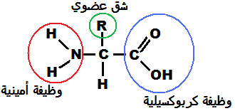     إنتاج المادة العضوية من طرف النباتات PROTphotos1