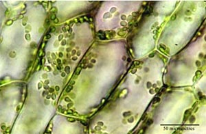 دور اليخضور في التركيب الضوئي  Cellules_elodee