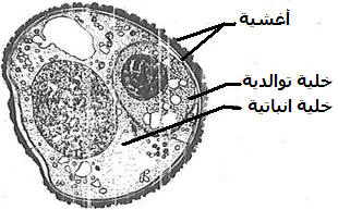  التوالد الجنسي عند كاسيات البذور POLLENSCHEM