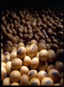 فول الصويا Soybean Soya