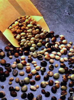 فول الصويا Soybean Soya2