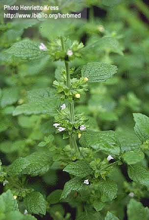 الاكزما و علاجاتها‎ Melissa-officinalis-1