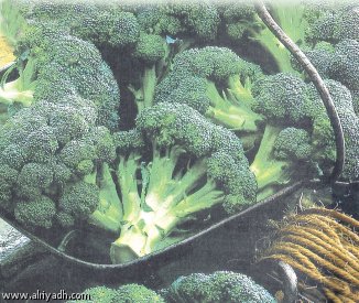 ملف كامل عن الخضروات             Image001