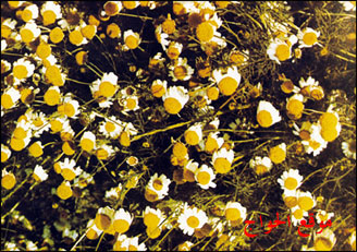 صور بعض الأعشاب Babonj