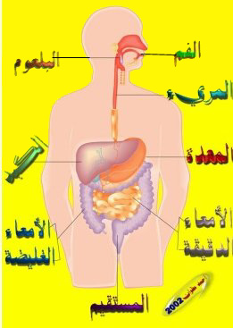 الهضم هو تحويل جزيئات الطعام الكبيرة و المستعصية و المعقدةالى جزيئات صغيرة و ذائبة . ( وذلك حتّى يتم انتقال الطّعام الى الدم ) G11