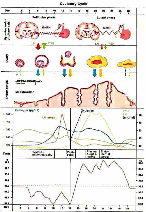 الجهاز التناسلي الأنثوى والدورة الشهرية الطبيعية Ovulatory-cycle