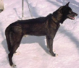 Was Balto A Purebred Sibe Never Seen A 95 Black Sibe Before