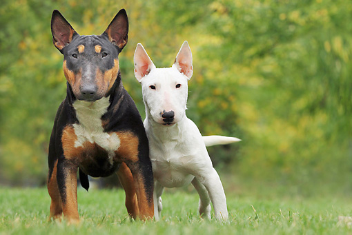 CAPONE  de Le Petit Can y LIRA de Furecan (Padre e hija) - Página 3 DOG-02-JE0083-01P