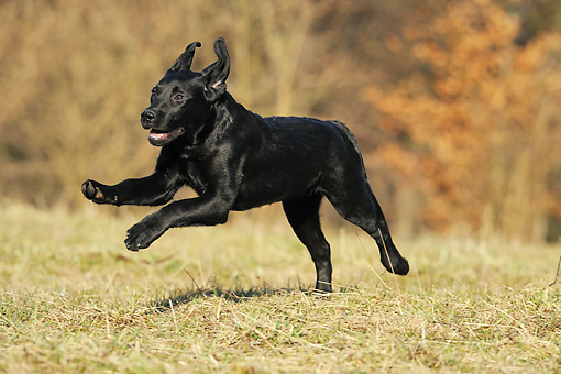 EJERCICIO DEL LABRADOR DOG-18-SS0010-01P