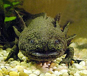 اکسولوت - Axolot - صفحة 2 Axolotl1