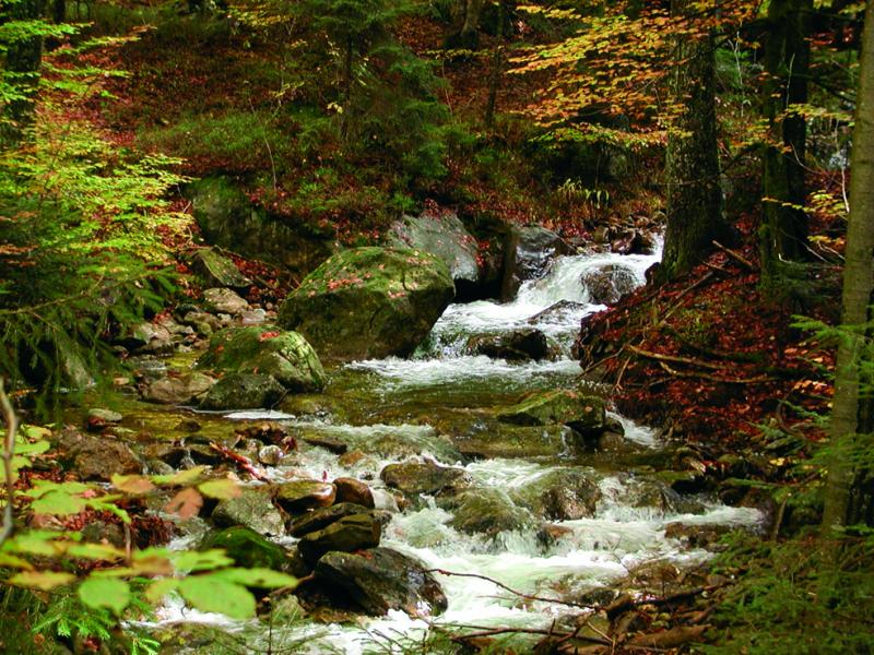 Der Wald beim Schulgelände BayWald_web_1172579967