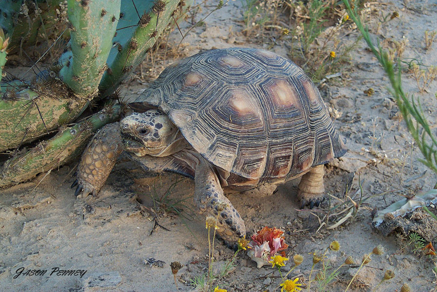 Listado de alguna tortugas terrestres. Berlanderi1