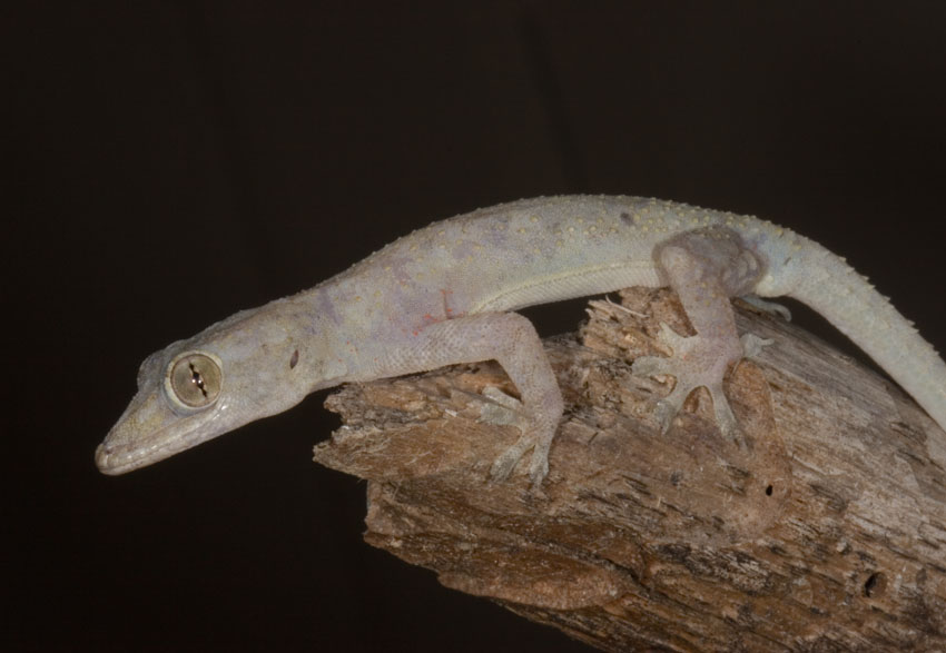 Hemidactylus mabouïa Hemidactylusmabouia1