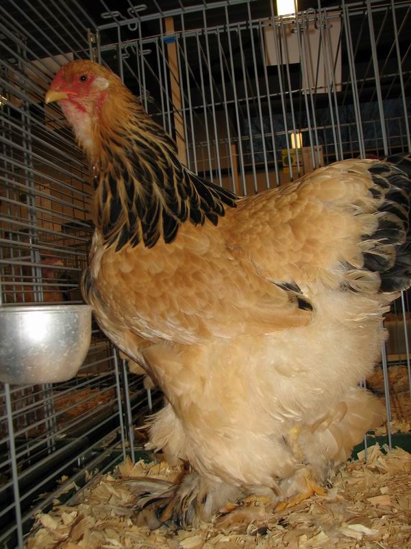 mon coq brahma columbia et sa poule. Brahma_Buff-zwartcolumbia_hen