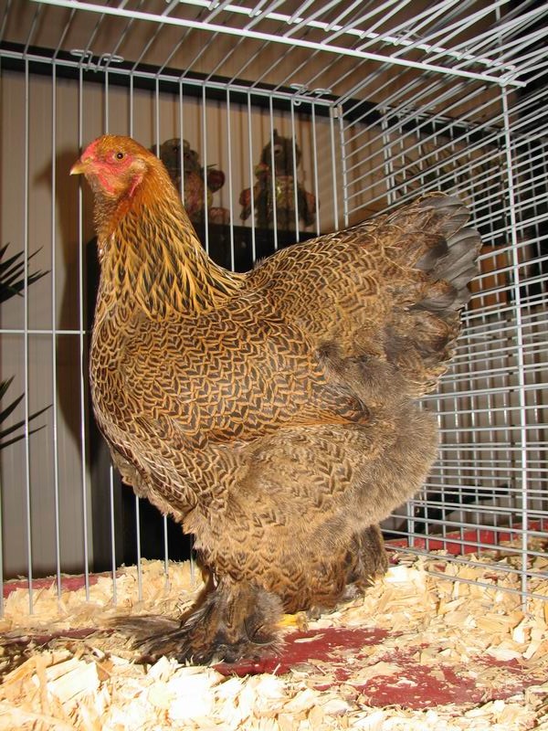 mon coq brahma columbia et sa poule. Brahma_Meerzomig_patrijs_hen