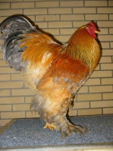 mon coq brahma columbia et sa poule. 225px-Brahma_Buff-blauwcolumbia_haan