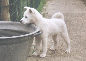 Kishu Inu (Kishu Ken,Kyusha) Shingo1