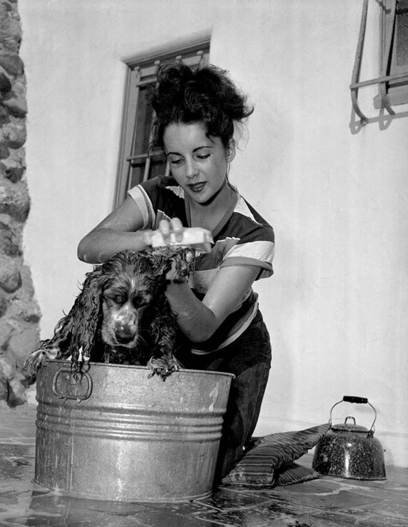 les stars et leurs animaux. - Page 2 Taylor-washing-dog-in-tub-759886