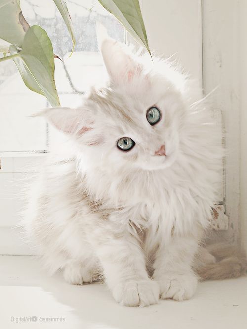 *Snowkit* Edited White-beautiful-cat