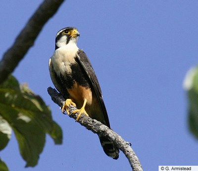 Aplomado Falcon  Aplomado_falcon