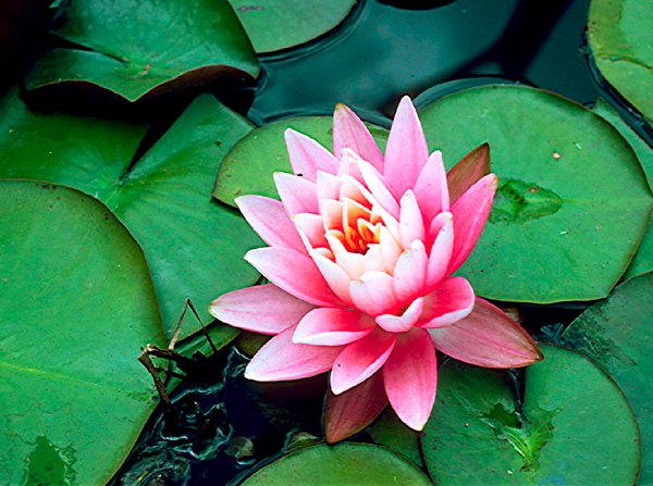 نیلوفر دهر Waterlily